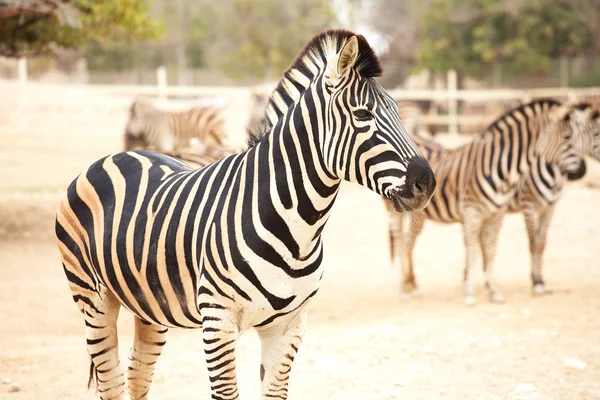 Zebra. — Fotografia de Stock