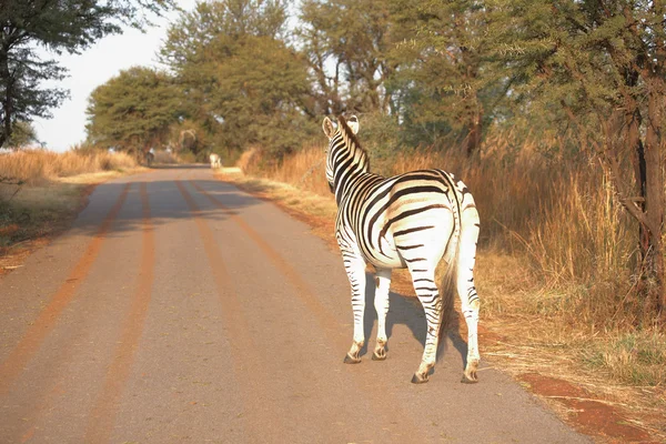 Single zebra standing next to the road — Stock Photo, Image