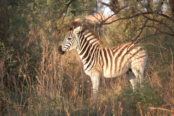 Single zebra — Stock Photo, Image