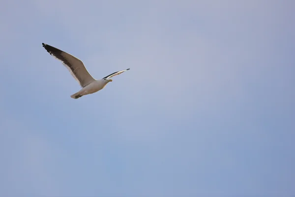 Cape Gull — Stock Photo, Image