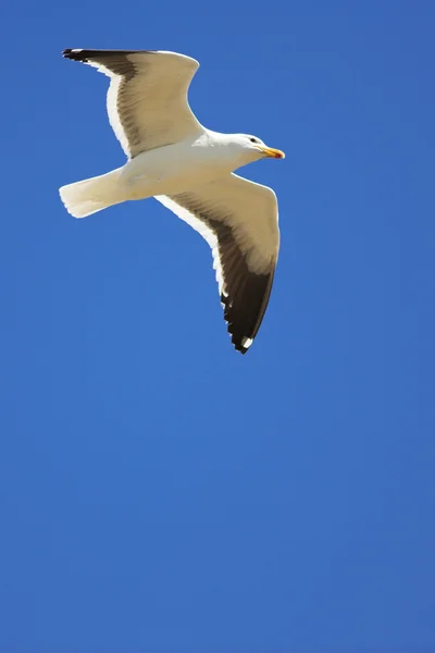 Kapmöwe — Stockfoto