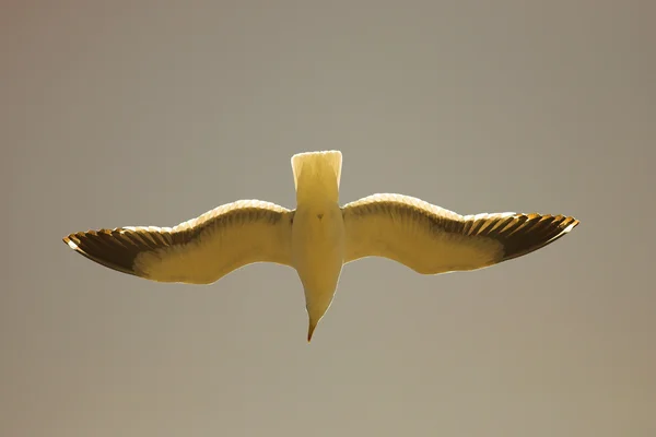 Kapmöwe (larus vetula)) — Stockfoto