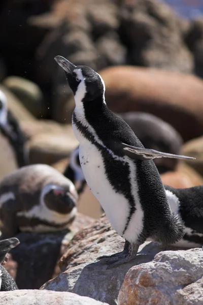 Jackass penguenleri — Stok fotoğraf