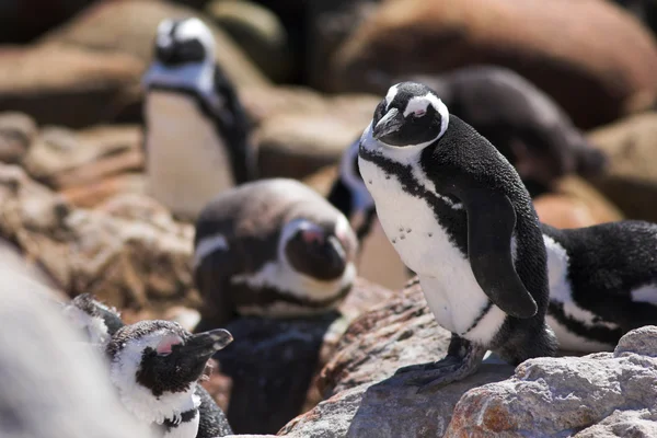 Jackass penguenleri — Stok fotoğraf