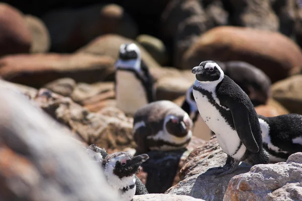 Jackass penguenleri — Stok fotoğraf