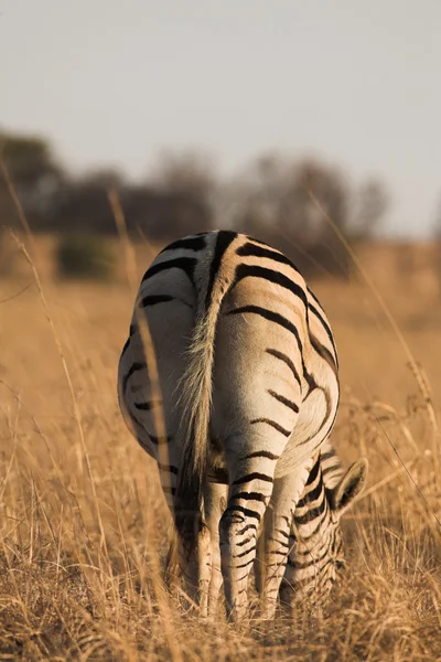 Zebra, wypas w równina rietvlei, Republika Południowej Afryki (zima) — Zdjęcie stockowe