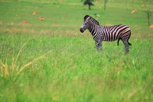 Manliga zebra betar i den gröna veldt — Stockfoto