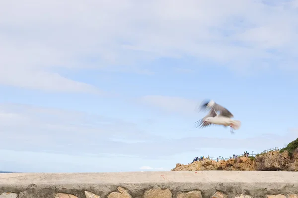 Gaviota del Cabo — Foto de Stock