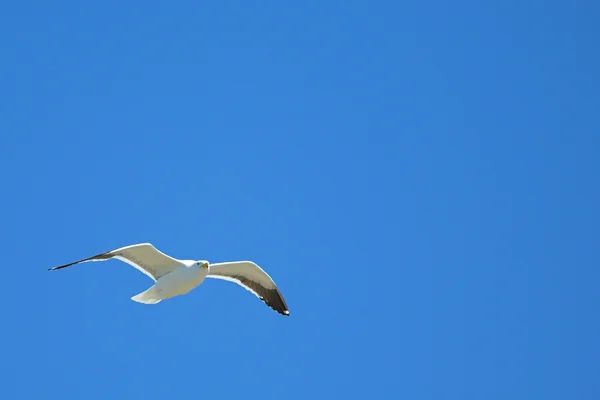 Cape mås — Stockfoto