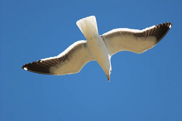 Kapmöwe — Stockfoto