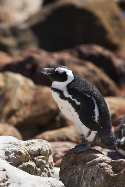 Jackass penguenleri — Stok fotoğraf