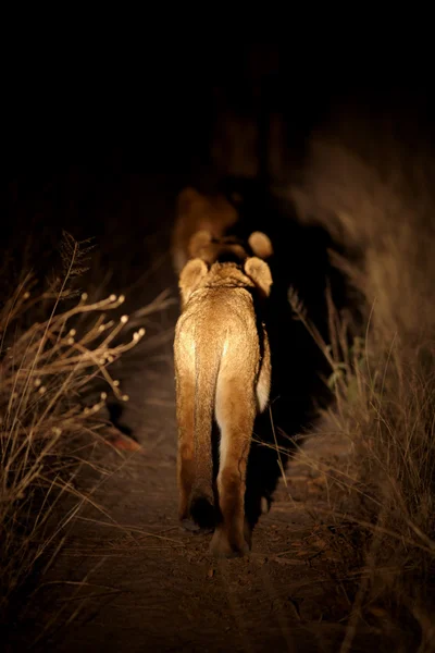 Hunting lion cub — Stock Photo, Image