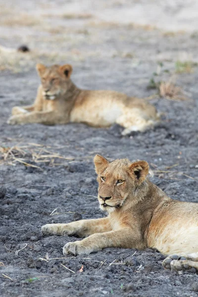 Young lion cubs resting in the early morning light — Stock Photo, Image