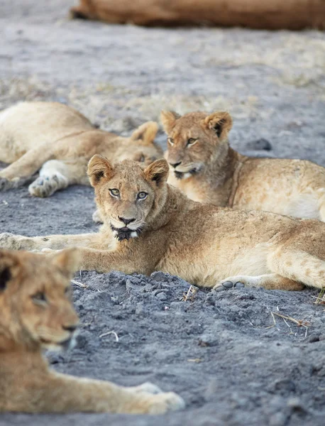 Young lion cubs resting in the early morning light — Stock Photo, Image