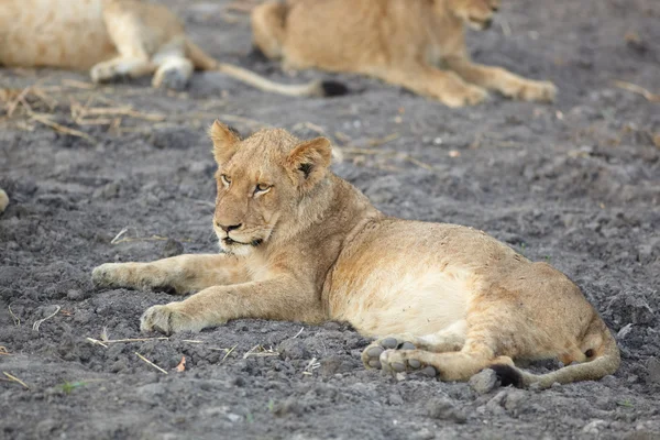 Jonge leeuwenwelpen rusten in de vroege ochtend licht — Stockfoto