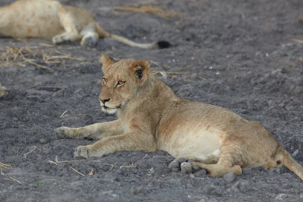 Young lion cubs resting in the early morning light — Stock Photo, Image