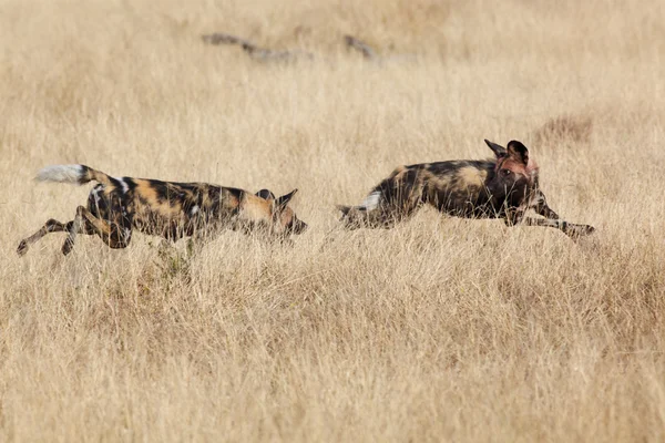 African wild dogs — Stock Photo, Image