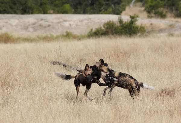 Perros salvajes africanos — Foto de Stock