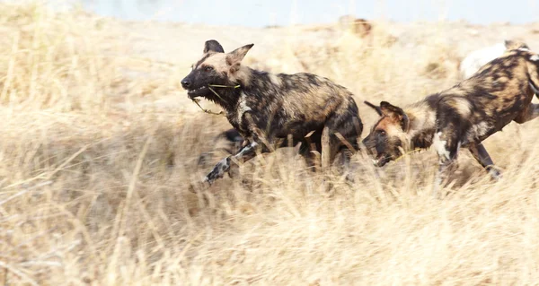 Afrikanische Wildhunde — Stockfoto