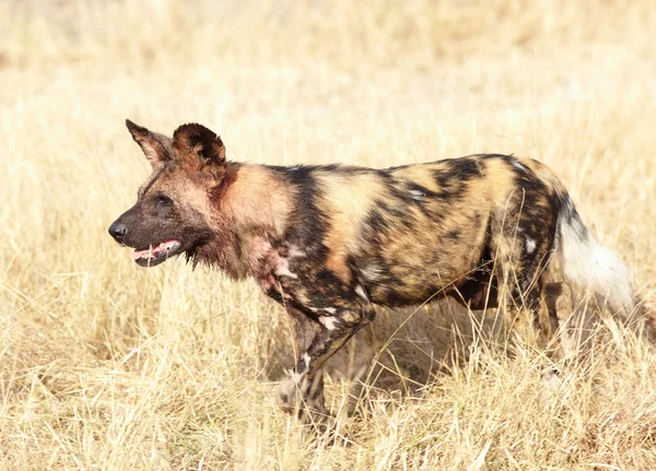 Afrikanische Wildhunde — Stockfoto