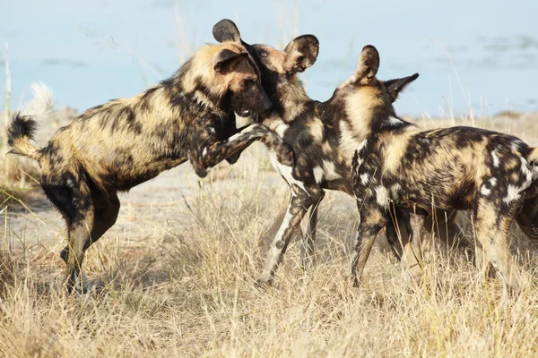 Afrikanische Wildhunde — Stockfoto