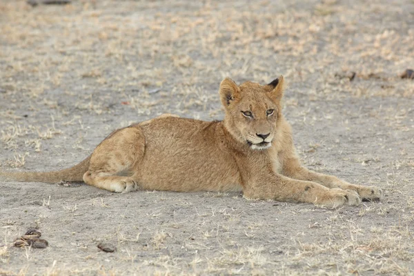 Young lion cubs resting in the early morning light — Stock Photo, Image