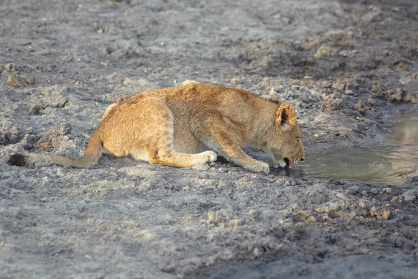Joven cachorro de leona bebiendo agua a primera hora de la mañana — Foto de Stock