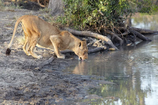 Jovem leoa bebe água no início da manhã luz — Fotografia de Stock