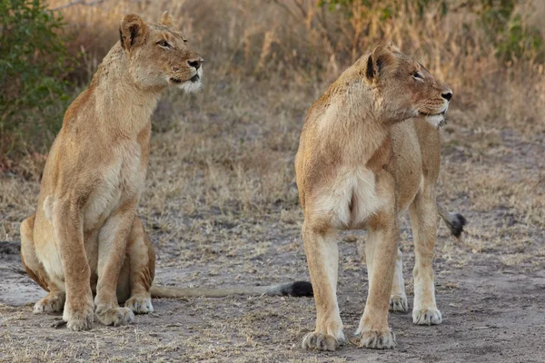 Jonge leeuwenwelpen rusten in de vroege ochtend licht — Stockfoto