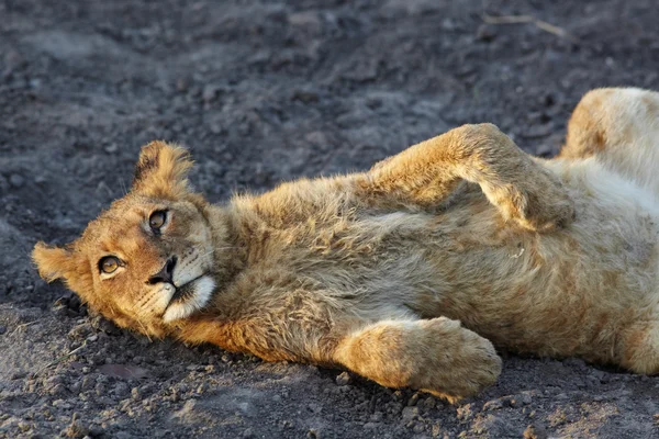 Erken sabah ışığında oturan genç aslan yavruları — Stok fotoğraf