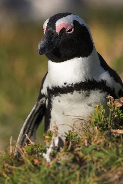 Jackass penguenleri — Stok fotoğraf