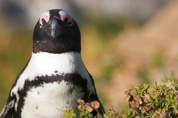 Jackass penguenleri — Stok fotoğraf