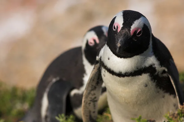 Jackass penguenleri — Stok fotoğraf