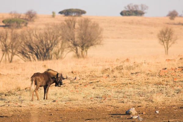 Schwarzes Gnu weidet — Stockfoto