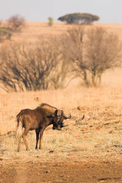 Black wildebeest grazing — Stock Photo, Image