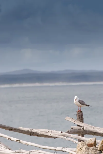 Seagull sitting on wooden post — Stock Photo, Image