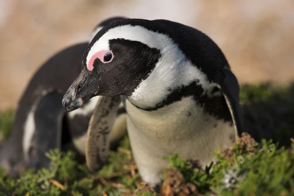 Jackass penguenleri — Stok fotoğraf