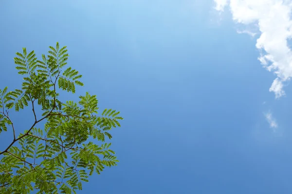 Rami di albero contro un bel cielo blu in primavera — Foto Stock