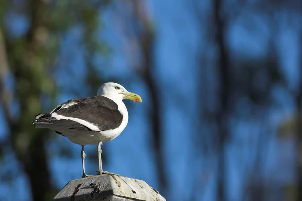 Seagull sitting on wooden post — Stock Photo, Image