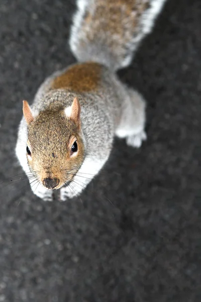 Squirrel looking up — Stock Photo, Image