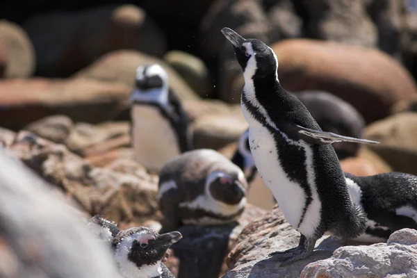 Jackass penguenleri — Stok fotoğraf