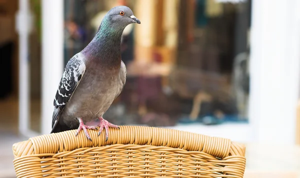 A pigeon on a chair — Stock Photo, Image