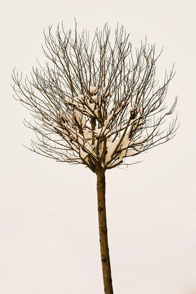 Einzelner Baum mit Schnee auf den Ästen — Stockfoto