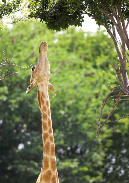 Jovem girafa — Fotografia de Stock