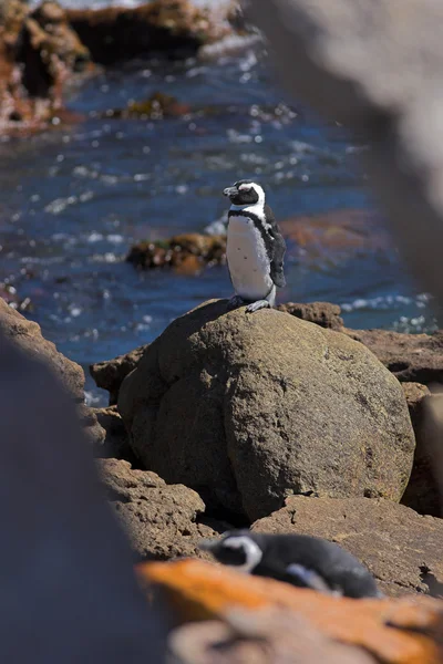 Jackass Penguins (Spheniscus demersus) — Stock fotografie