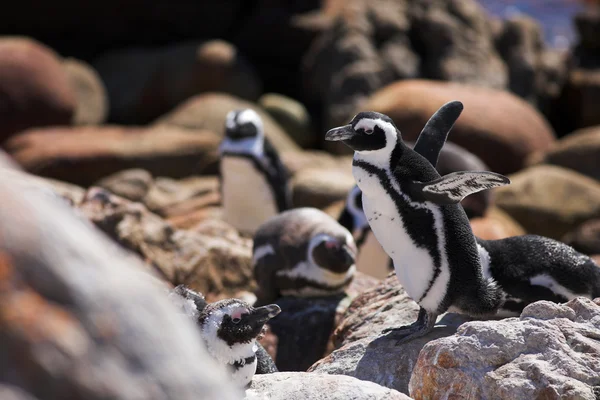 Jackass pingwiny (Spheniscus demersus) — Zdjęcie stockowe