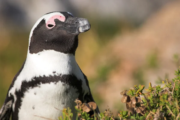 Jackass penguen (Spheniscus demersus) — Stok fotoğraf