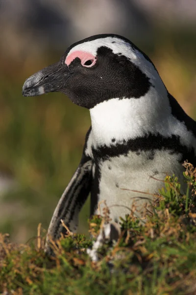 企鹅 (Spheniscus demersus) — 图库照片