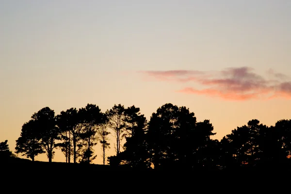Siluety stromů při západu slunce — Stock fotografie
