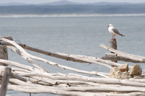 Gaviota sentada en poste de madera — Foto de Stock